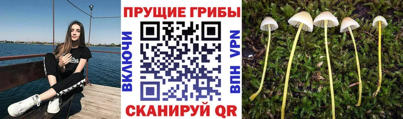 Псилоцибиновые грибы GOLDEN TEACHER  сколько стоит  Озёрск 